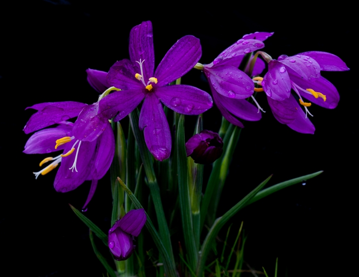 Olsynium douglasii, Grass Widows.jpg